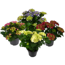 Tuinhortensia